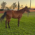 LOTE 013 - HANNA SMOKIN