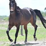 LOTE -100 - GRANITE LAKE MERRY (Venda de Cobertura)