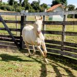 LOTE 004 - LADY SHINNING CHEX