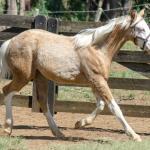 LOTE 014 - BLUE EYES FACE GUN