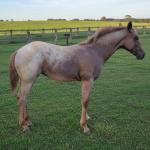 LOTE 017 - NOME A ESCOLHER (LOBA SUPER REY)