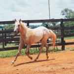 LOTE 015 - POPSANDBANGS VRA