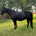 LOTE 002 - NOITE CASH (EMBRIÃO À SER EVETIVADO COM GARANHÃO - DARK SAN PINE - Reg: P195494 - QM - PO)