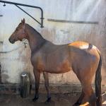 LOTE 009 - TORNADO BEN ROXO