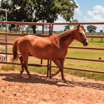 LOTE 012 - FIRE RAIN (2X1 • P+ PRIDE FAMOUS ZZ)