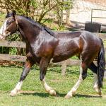 LOTE -100 - JA VINTÉM (Venda de Coberturas)