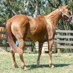 LOTE 016 - CD BEAVERZITA