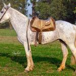LOTE 009 - DANÇARINA DA ARKAFLA