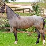 LOTE 006 - ROSA NEGRA DE SANTA CARMELITA