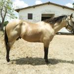 LOTE 008 - THUNDER BRIAN RMJ