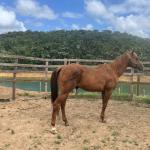 LOTE 009 - KING ZANA G2