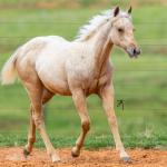 LOTE 006 - SHINE TO GUN WSR