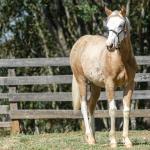 LOTE 014 - BLUE EYES FACE GUN