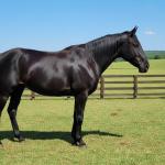 LOTE 003 - ICP BLACK OKIE (2X1 • P+ ANNAS SILVER HOLLI)