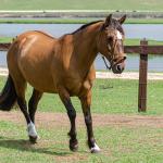 LOTE 005 - SAFIRA DA RIO BONITO