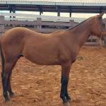 LOTE 001 - LFG MARRETA GUN