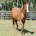 LOTE 016 - CD BEAVERZITA