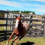 LOTE 006 - REYCIS GUNNER WHIZ