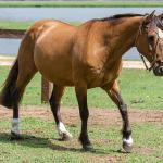 LOTE 005 - SAFIRA DA RIO BONITO