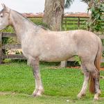LOTE 004 - TACA CRIOLLA BIEN MANDADA