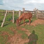 LOTE 008 - SILVER F STONES