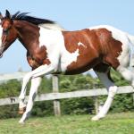 LOTE 001 - POWER DRY DELTA CODY YBJ