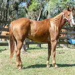 LOTE 016 - CD BEAVERZITA