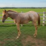 LOTE 017 - NOME A ESCOLHER (LOBA SUPER REY)