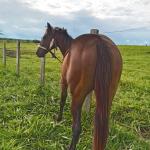 LOTE 006 - BELLA BULLET DOCTOR