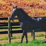 LOTE 005 - DOC S METALIC BAR TZ