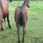 LOTE 021 - NOME A ESCOLHER (LENA DUAL HICK LCDP)