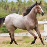 LOTE 015 - PETALA METALLIC STOC