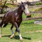 LOTE -100 - JA VINTÉM (Venda de Coberturas)