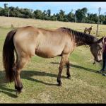 LOTE 010 - SHINER’S CLUB LOA