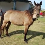 LOTE 010 - SHINER’S CLUB LOA