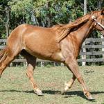 LOTE 016 - CD BEAVERZITA