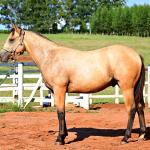 LOTE 009 - GOTTA HOLLYGUN LJB