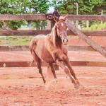 LOTE 018 - MOON OAK IN BLUE