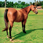 LOTE 020 - LENDA KEY DUNIT