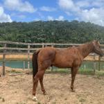 LOTE 009 - KING ZANA G2