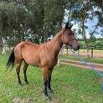 LOTE 013 - HANNA SMOKIN