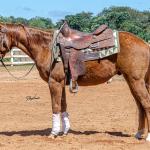 LOTE 018 - CD COBALT WHIZ