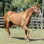 LOTE 016 - CD BEAVERZITA