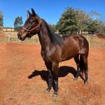 LOTE 007 - MAYA FLING STARLIGHT