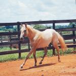 LOTE 015 - POPSANDBANGS VRA