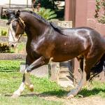 LOTE -100 - JA VINTÉM (Venda de Coberturas)