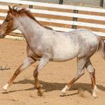 LOTE 017 - TIME WHIZ HOLLY CAT