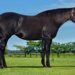 LOTE 005 - GRANITA DASH