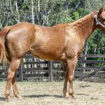 LOTE 016 - CD BEAVERZITA