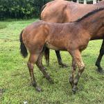 LOTE 021 - NOME A ESCOLHER (LENA DUAL HICK LCDP)